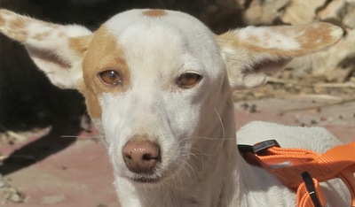 Melania, Podenco Andaluz - Hündin