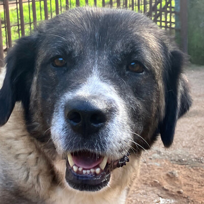 Melarie, Bernhardiner-Leonberger-Mix - Hündin