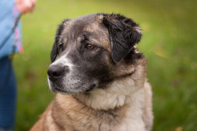 Melarie, Bernhardiner-Leonberger-Mix - Hündin