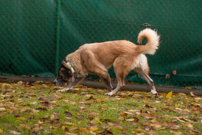 Melarie, Bernhardiner-Leonberger-Mix - Hündin