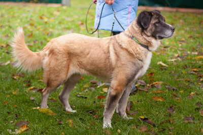 Melarie, Bernhardiner-Leonberger-Mix - Hündin