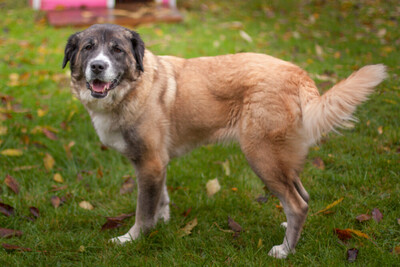 Melarie, Bernhardiner-Leonberger-Mix - Hündin