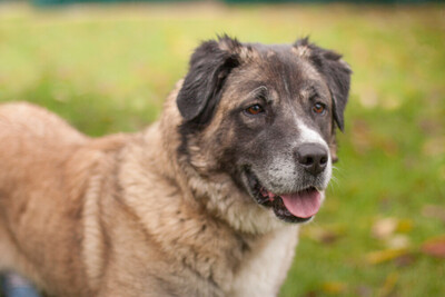 Melarie, Bernhardiner-Leonberger-Mix - Hündin