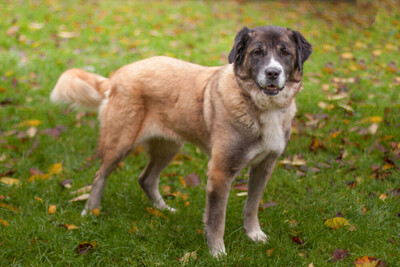 Melarie, Bernhardiner-Leonberger-Mix - Hündin