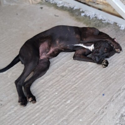 Meli - voller Liebe, Lebenslust und Loyalität / Reserviert