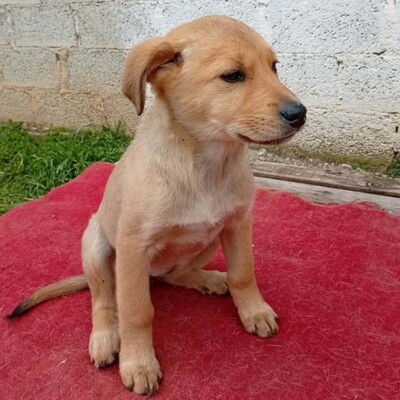 Melia - mutig, offen und voller Tatendrang, Mischling Welpen - Hündin