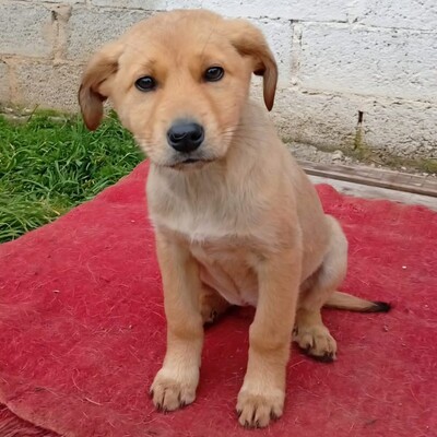 Melia - mutig, offen und voller Tatendrang, Mischling Welpen - Hündin