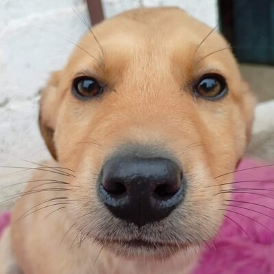 Melia -  mutig, offen und voller Tatendrang  ☺️/ Reserviert