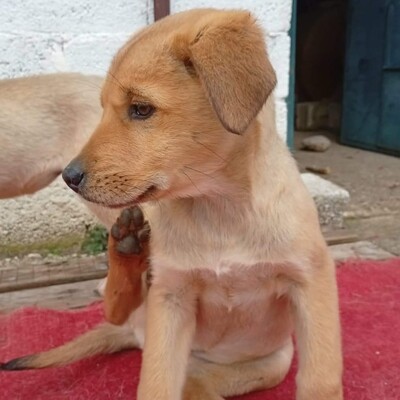 Melia - mutig, offen und voller Tatendrang ☺️/ Reserviert, Mischling Welpen - Hündin