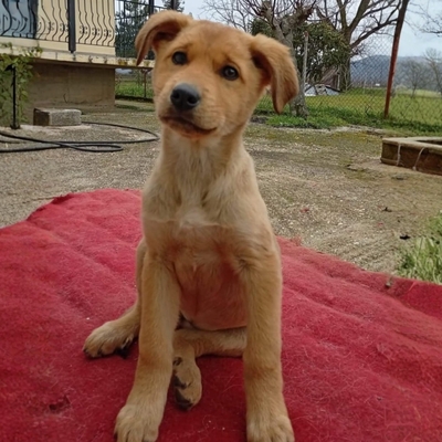 Melia - mutig, offen und voller Tatendrang ☺️/ Reserviert, Mischling Welpen - Hündin