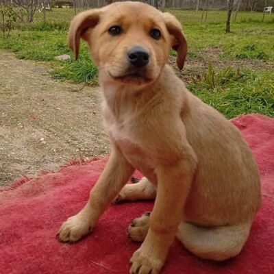 Melia - mutig, offen und voller Tatendrang / Vorgemerkt, Mischling Welpen - Hündin