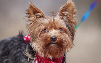 Melinda, Yorkshireterrier - Hündin