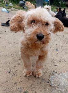 Melody, Mix - Hündin