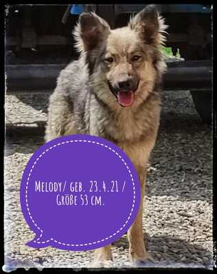 Melody, Schäferhund/Husky-MIx - Hündin