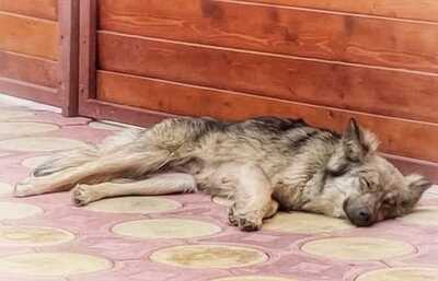 Melody, Schäferhund/Husky-MIx - Hündin