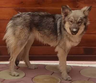 Melody, Schäferhund/Husky-MIx - Hündin