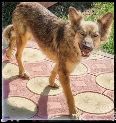 Melody, Schäferhund/Husky-MIx - Hündin