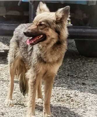 Melody, Schäferhund/Husky-MIx - Hündin