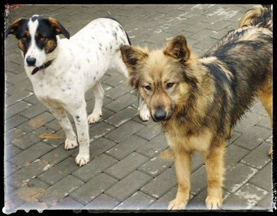 Melody, Schäferhund/Husky-MIx - Hündin