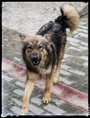 Melody, Schäferhund/Husky-MIx - Hündin