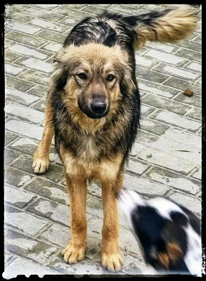 Melody, Schäferhund/Husky-MIx - Hündin