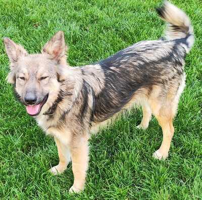 Melody, Schäferhund/Husky-MIx - Hündin