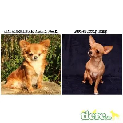 Melody of lovely Gang, Chihuahua langhaariger Schlag - Hündin