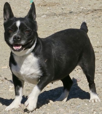 Melon, Französische Bulldogge - Mix - Hündin