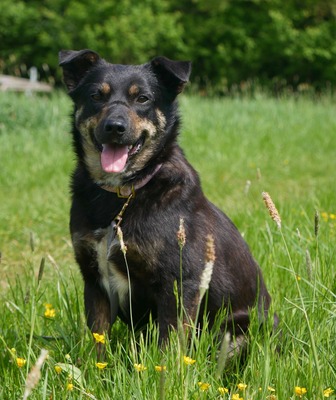 Melvin, Mix - Rüde