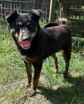 Melvin, Mix - Rüde
