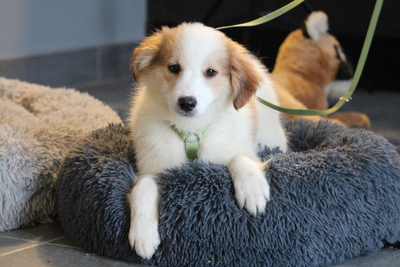 Mendino, Mischling Welpen - Rüde