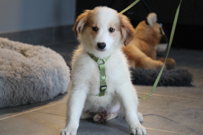 Mendino, Mischling Welpen - Rüde