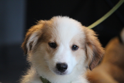 Mendino, Mischling Welpen - Rüde