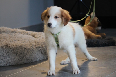 Mendino, Mischling Welpen - Rüde