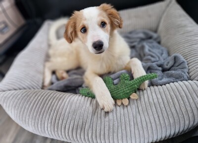 Mendino, Mischling Welpen - Rüde