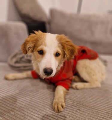 Mendino, Mischling Welpen - Rüde