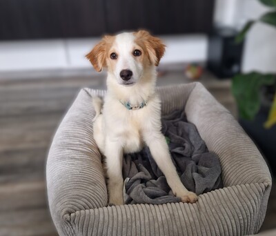 Mendino, Mischling Welpen - Rüde