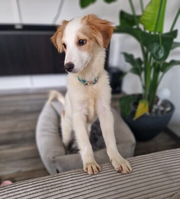 Mendino, Mischling Welpen - Rüde