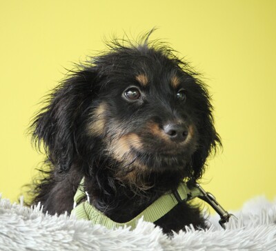 Mendrino, Mischling Welpen - Rüde