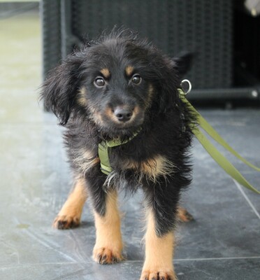 Mendrino, Mischling Welpen - Rüde