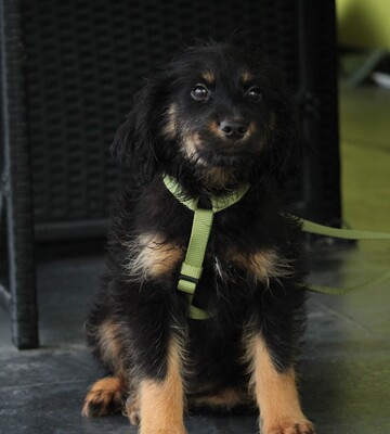 Mendrino, Mischling Welpen - Rüde