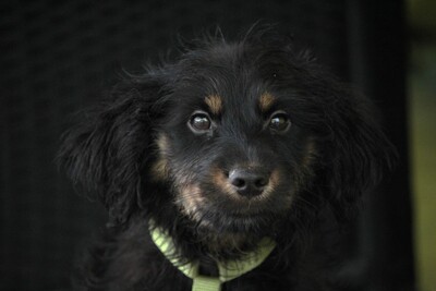 Mendrino, Mischling Welpen - Rüde