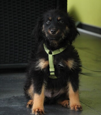 Mendrino, Mischling Welpen - Rüde