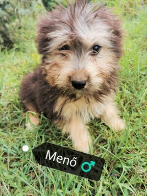 Menö sucht seine Familie - Yorki Mischling, Yorki Mischling Welpen - Rüde