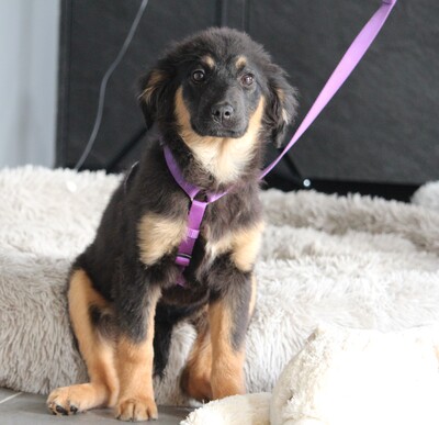 Mera, Mischling Welpen - Hündin