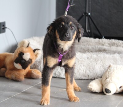 Mera, Mischling Welpen - Hündin