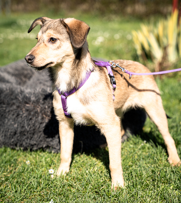 Mera, mischling Welpen - Hündin