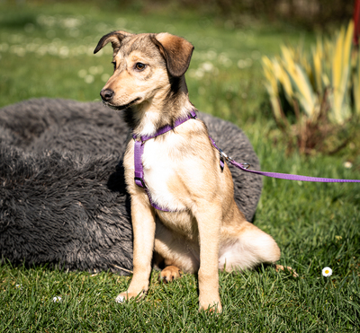 Mera, mischling Welpen - Hündin