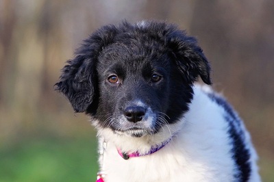 Mercury, Border Collie Mischling Welpen - Rüde