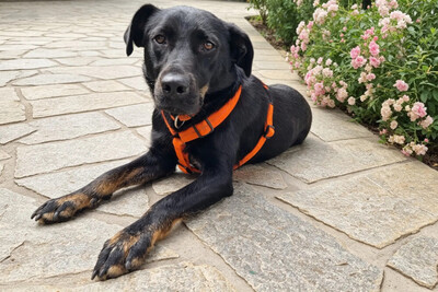 Meria, Labbi-Mix - Hündin